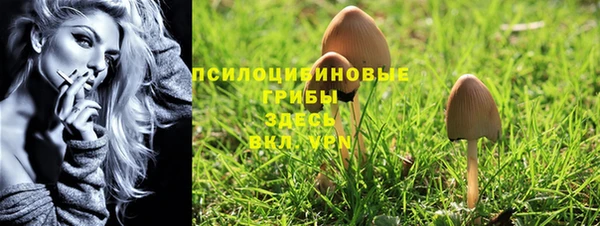 трава Белокуриха